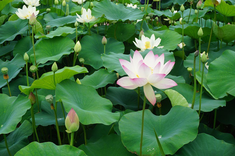  경기도 시흥시 관곡지 연꽃 테마공원 3~3