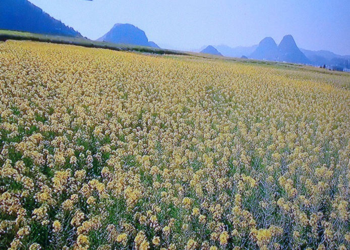  운남성, 뤄핑(羅平)의 유채꽃 바다