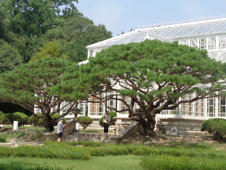  서울 창경궁의 온실과 매화나무