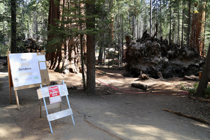 백 명의 거인을 만나는 자이언트세쿼이아(Giant Sequoia) 내셔널모뉴먼트의 Trail of 100 Giants