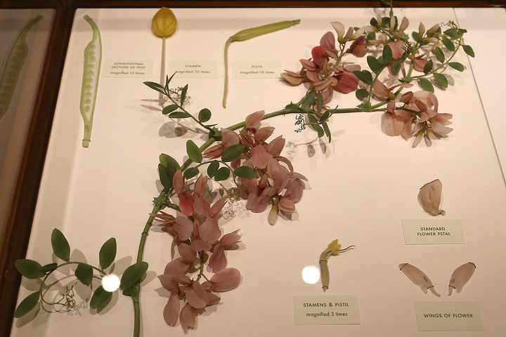 유리꽃(Glass Flowers) 전시로 유명한 하버드 자연사박물관(Harvard Museum of Natural History)