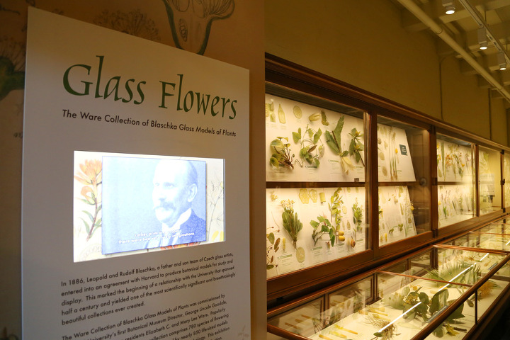 유리꽃(Glass Flowers) 전시로 유명한 하버드 자연사박물관(Harvard Museum of Natural History)