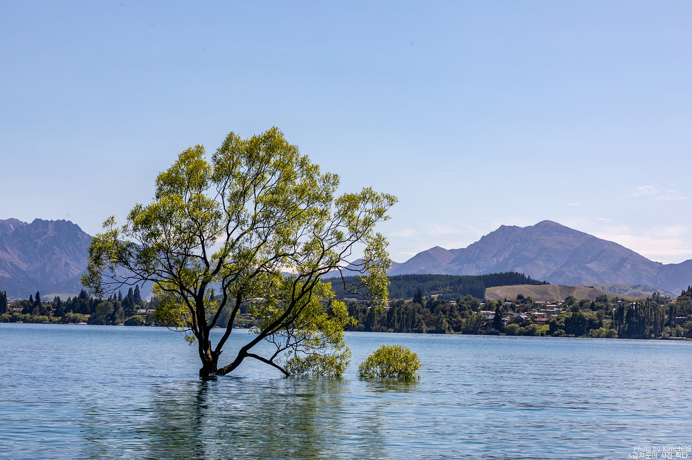뉴질랜드 캠핑카 여행 #19 - 와나카호수, 댓 와나카 트리(That Wanaka Tree)