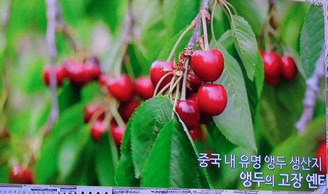  중국 산동성의 옌타이의 앵두