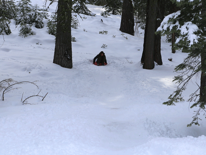 요세미티 국립공원의 배저패스(Badger Pass) 스키장은 구경만 하고, 도로 아래 언덕에서 눈썰매를