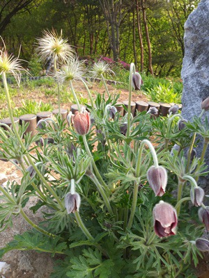  광명시 도덕산의 할미꽃과 철쭉