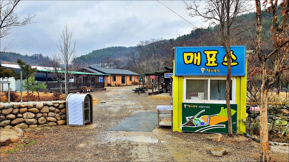 서울근교 당일치기 여행 양평양떼목장!