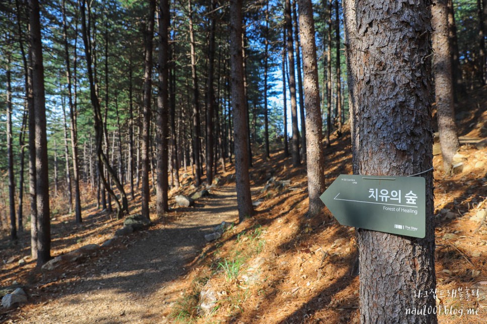 서울근교나들이 가평 더스테이힐링파크 숲 산책
