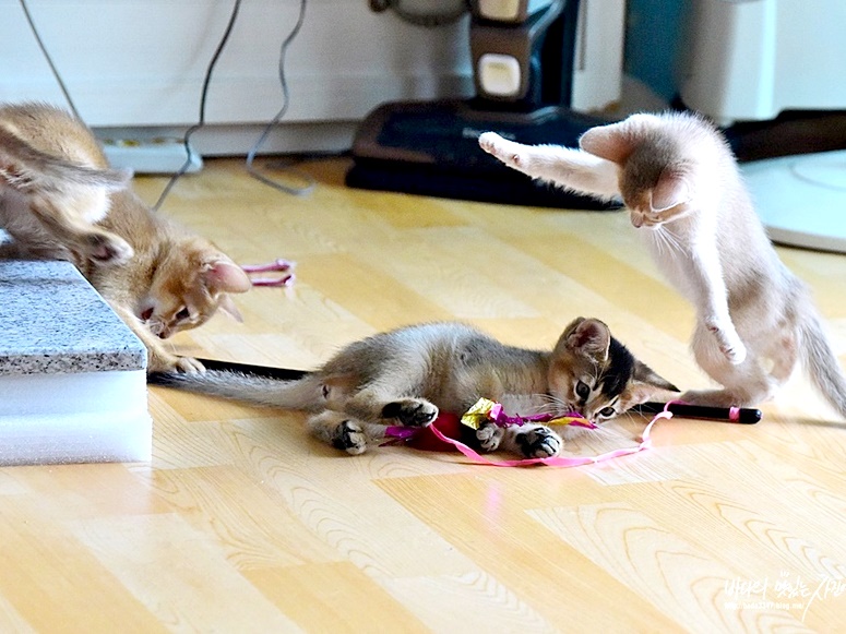 로얄캐닌 고양이사료 인도어, 운동량 적은 울집 고양이들을 위한 급여 후기