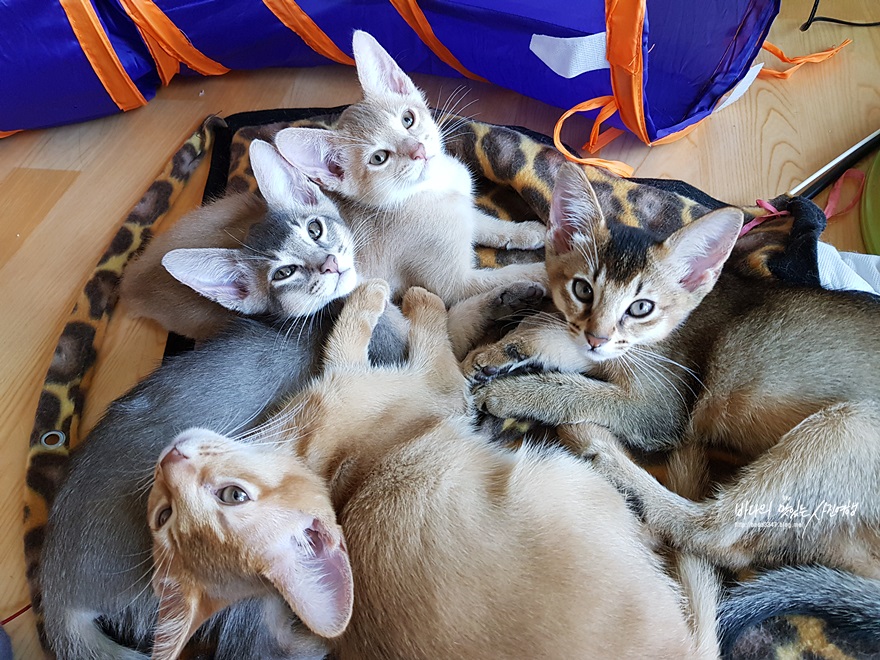 로얄캐닌 고양이사료 인도어, 운동량 적은 울집 고양이들을 위한 급여 후기