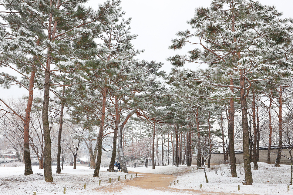 서울 경복궁 눈내린 설경 겨울 데이트