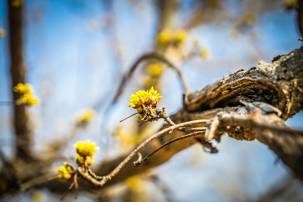 양평 두물머리 사계절(봄, 여름, 가을, 겨울) 풍경 소개