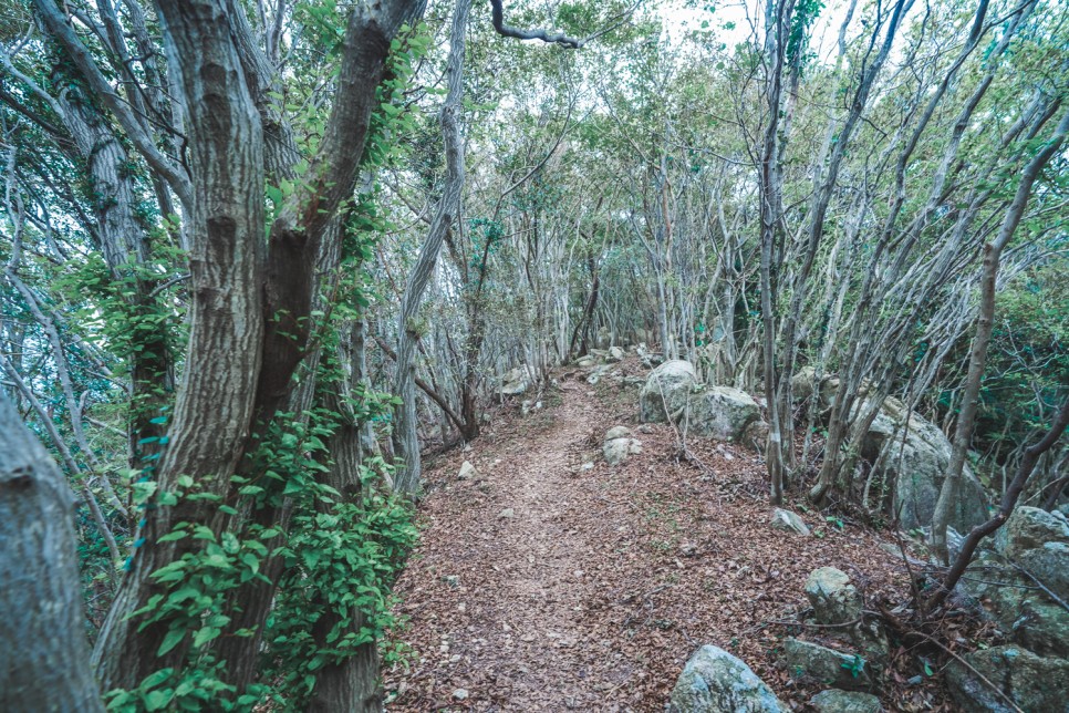 섬지순례 <섬마다 비경! 통영 랜선 섬투어>::연화도, 우도, 비진도, 소매물도, 한산도, 욕지도, 만지도, 연대도