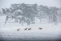 제주도, 제12회 제주국제사진공모전 입상작 17점 선정