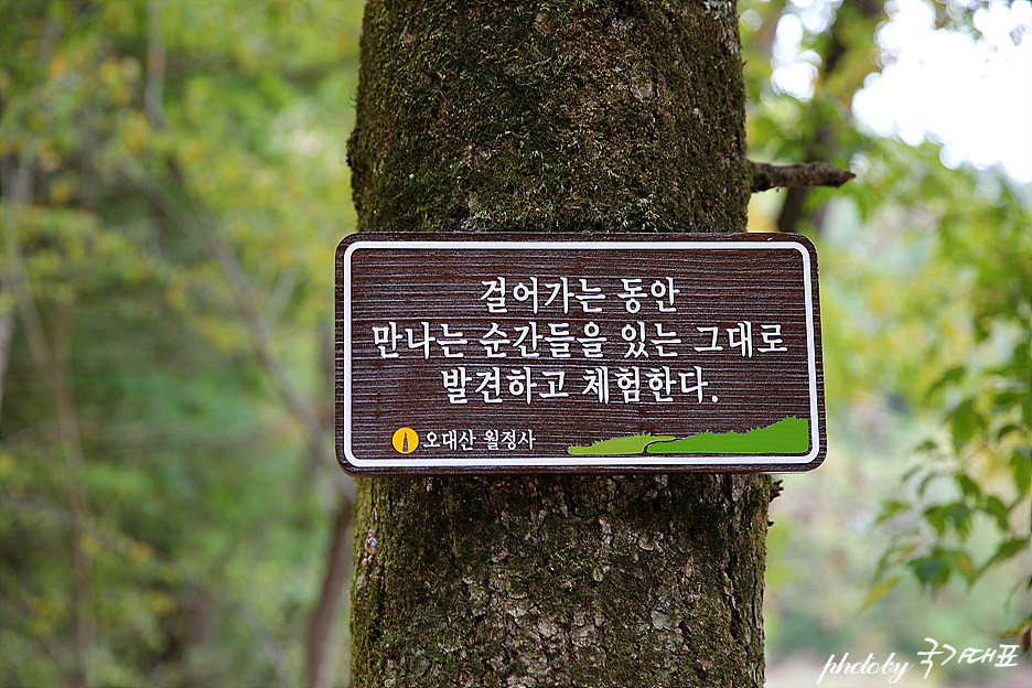 평창 가볼만한곳 대관령 양떼목장&오대산 월정사..