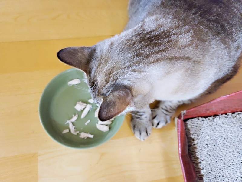 (고양이일기) 고양이 간식, 닭고기 삶아주기~