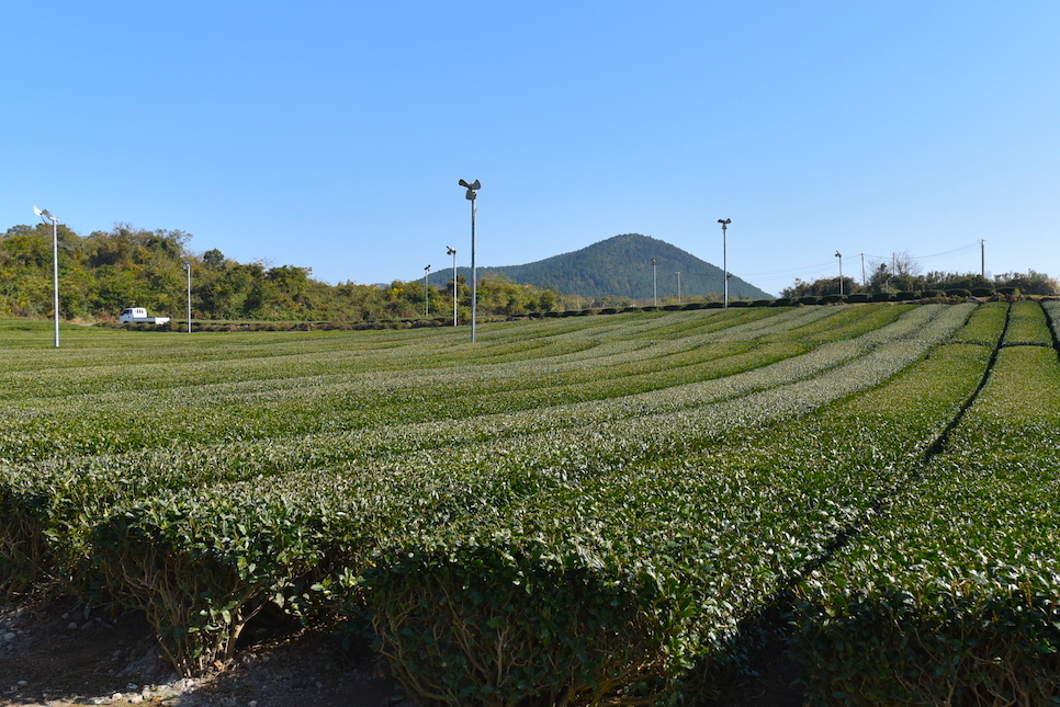 제주도 코로나 검사 필수? 관광지 폐쇄 1월초까지