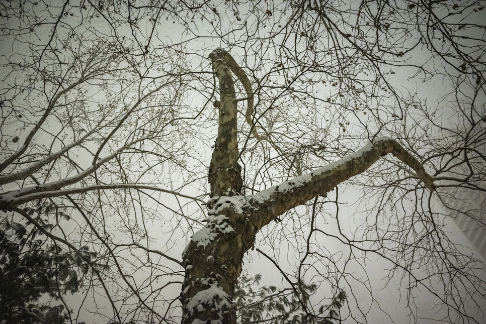 니콘 풀프레임 미러리스 Z5, 눈 오는 날 사진 촬영 팁