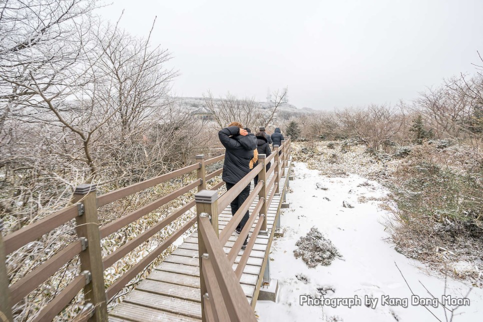 국내 겨울 여행지 한라산 국립공원 1100고지 습지