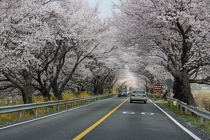 [랜선여행] 하동 쌍계사와 벚꽃 지난 여행의 추억