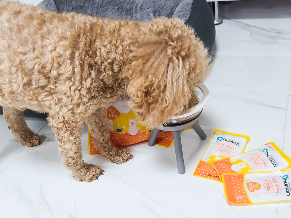 굽네 듀먼 댕댕이 치킨텐더 강아지 사료 토핑으로 좋아!