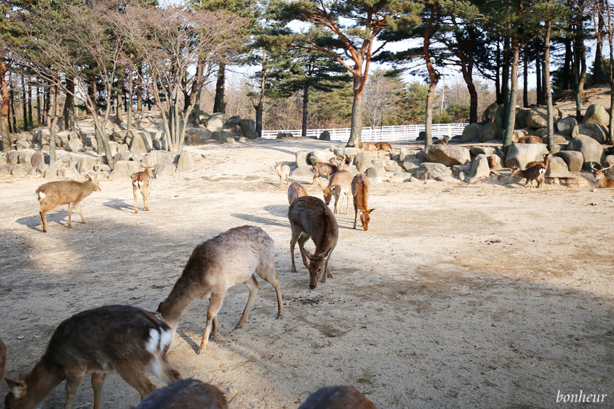 강원도 리조트 켄싱턴 설악밸리 루체른 독채펜션 후기!