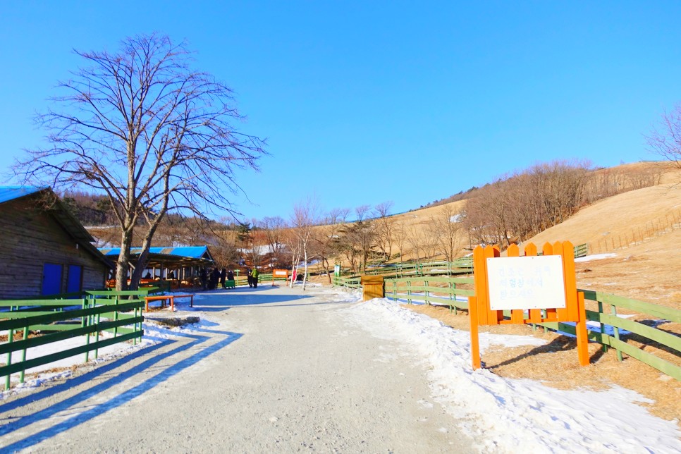 국내 1박2일 여행 강원도 대관령 양떼목장과 평창 숙소에서 호캉스