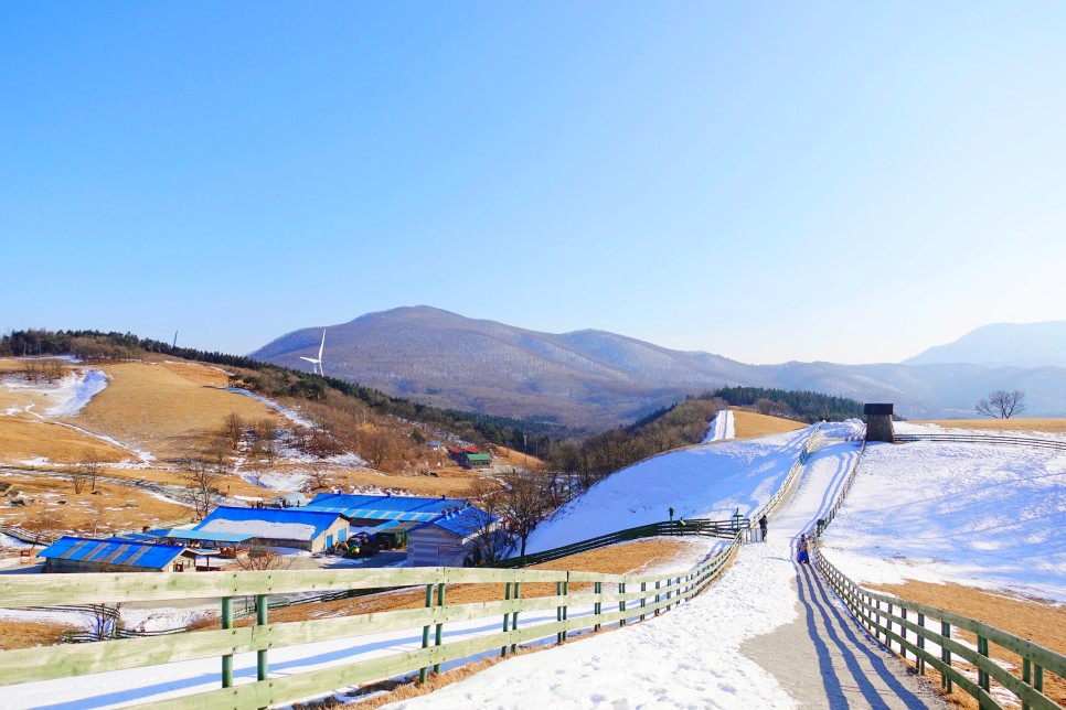 국내 1박2일 여행 강원도 대관령 양떼목장과 평창 숙소에서 호캉스