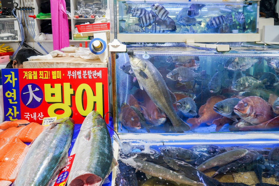 노량진수산시장 맛집 푸른바다 대방어 모듬회 회포장
