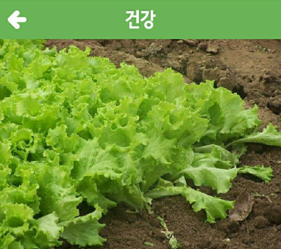경희애문화 건강챙기기, 상추의 기막힌 효능