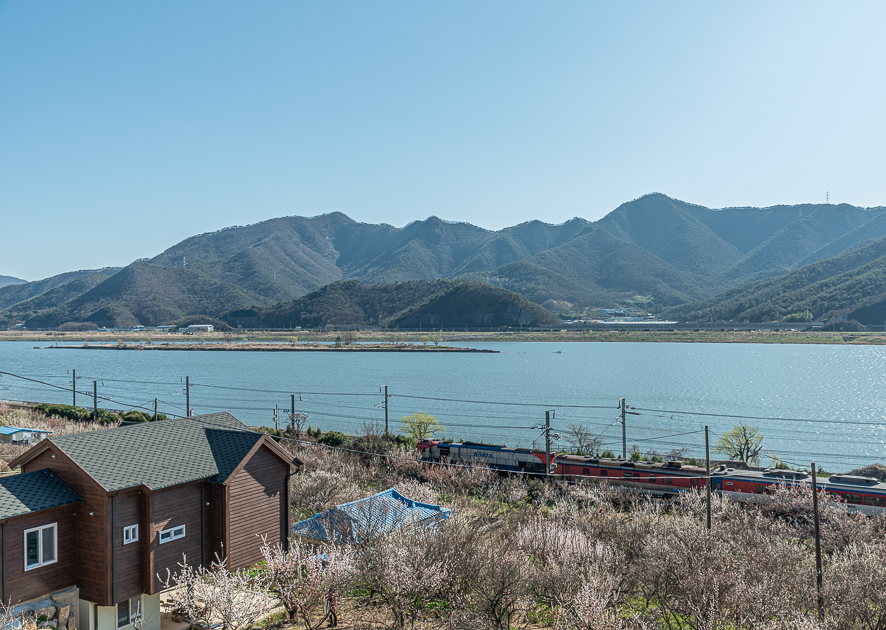 부산 근교 가볼만한곳 경남 양산 순매원 매화 개화시기 꽃말