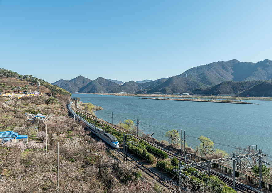 부산 근교 가볼만한곳 경남 양산 순매원 매화 개화시기 꽃말