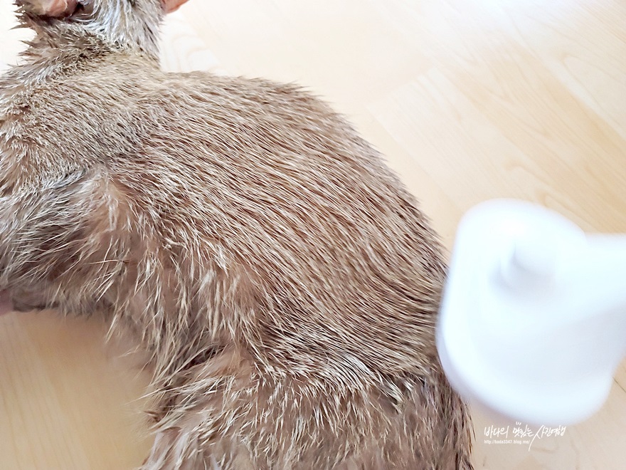 고양이 목욕 필수용품 죽은털도 제거하는 펫드라이기