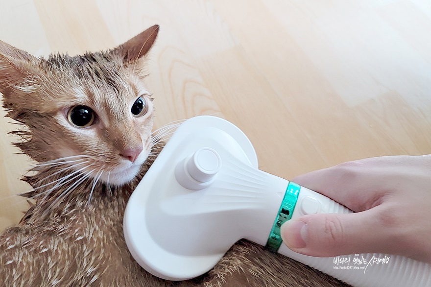 고양이 목욕 필수용품 죽은털도 제거하는 펫드라이기