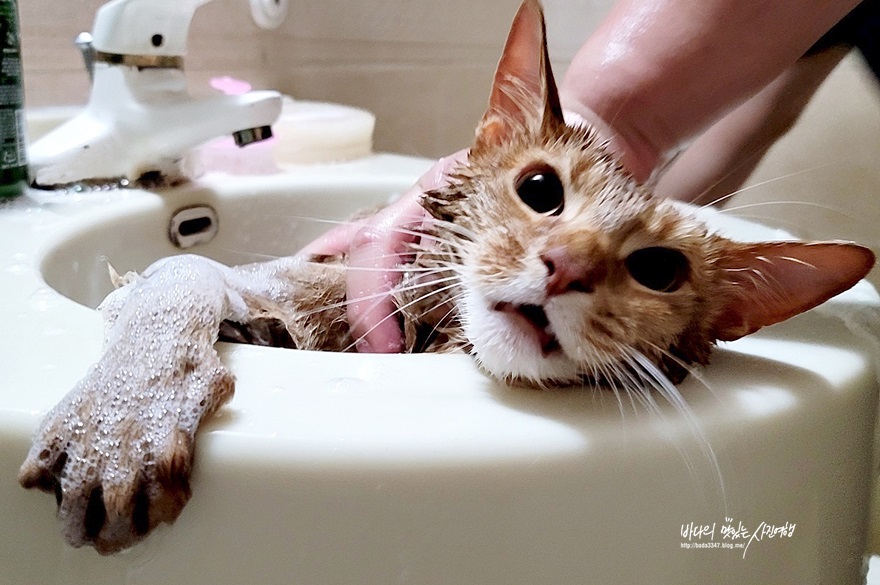 고양이 목욕 필수용품 죽은털도 제거하는 펫드라이기