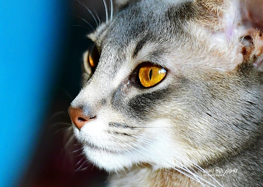 반려동물 카메라로 딱인 니콘 D780으로 찍은 고양이사진