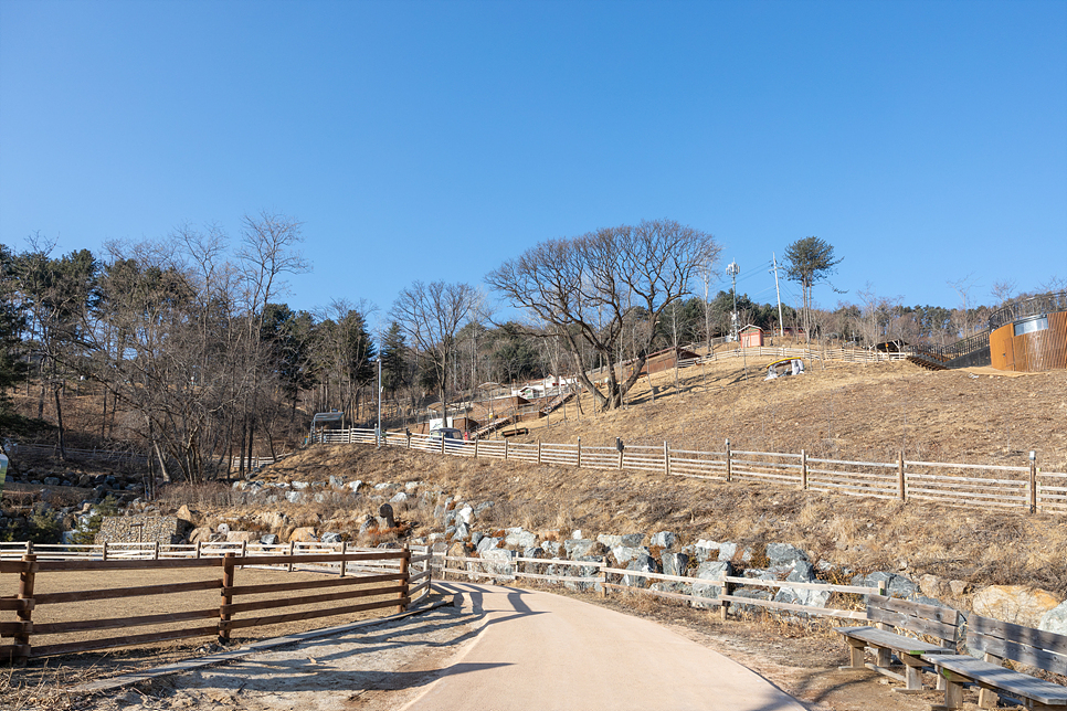 서울근교 가볼만한곳 홍천 알파카월드에서 데이트