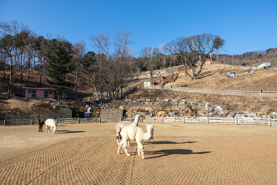 서울근교 가볼만한곳 홍천 알파카월드에서 데이트