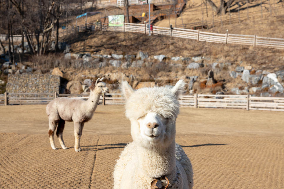 서울근교 가볼만한곳 홍천 알파카월드에서 데이트