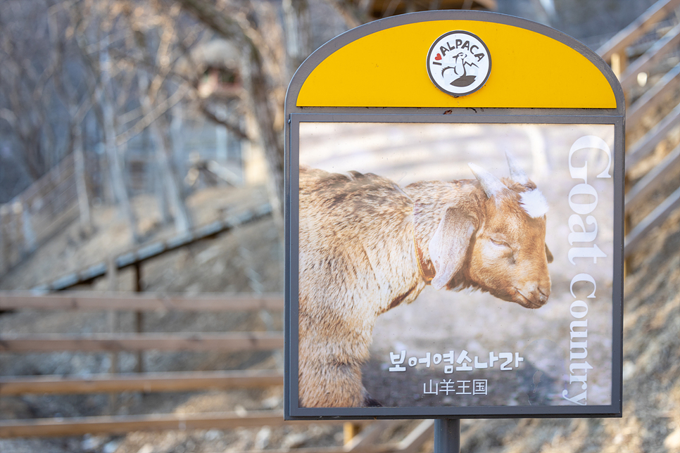 서울근교 가볼만한곳 홍천 알파카월드에서 데이트