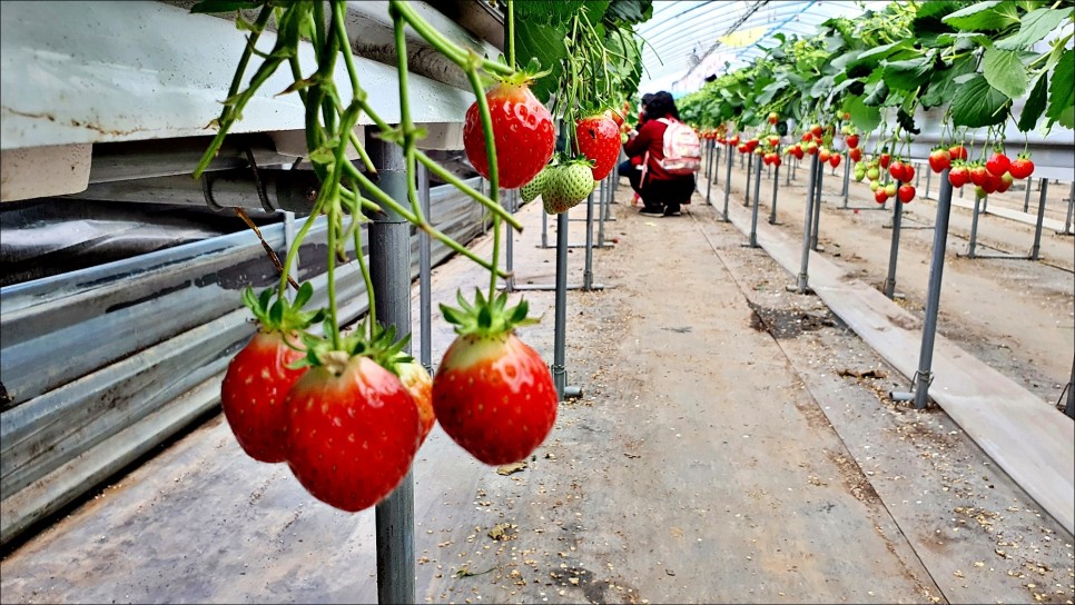 서울근교 갈만한곳 용인 딸기농장 딸기체험 주말나들이로 제격!