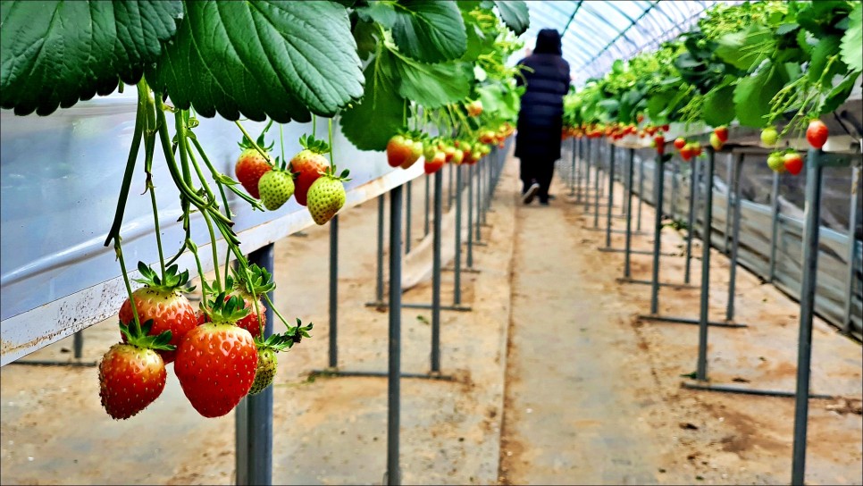 서울근교 갈만한곳 용인 딸기농장 딸기체험 주말나들이로 제격!