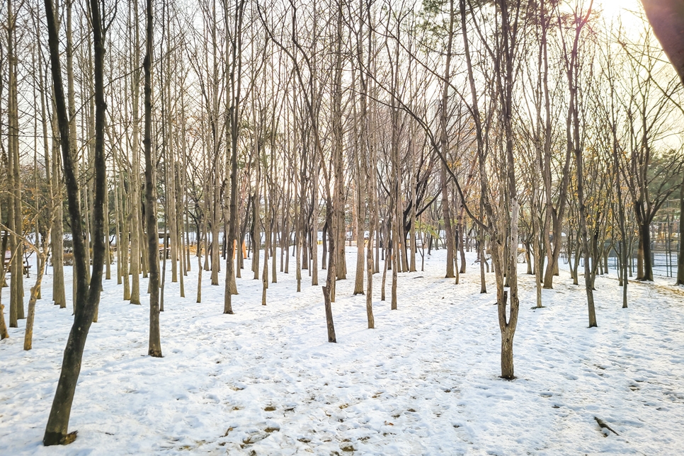 갤럭시S20플러스, 보라매공원 겨울풍경