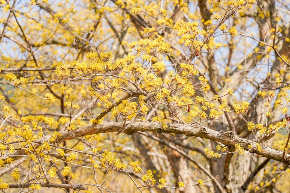 국내여행지 추천 전남 구례 가볼만한곳 산수유마을(산수유축제 취소)