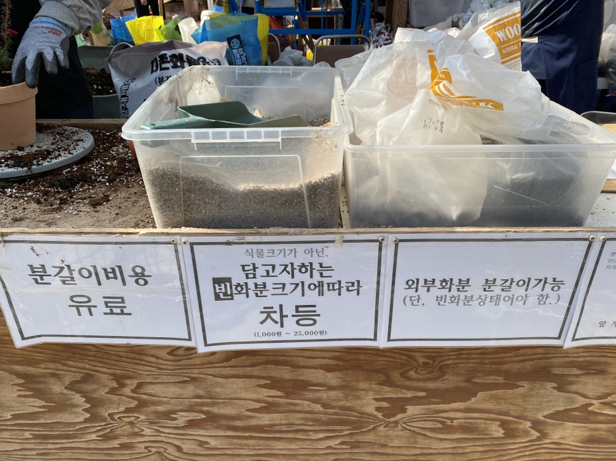 서울근교 드라이브 용인가볼만한곳 남사화훼단지 예삐플라워 아울렛(+가격정보 포함)