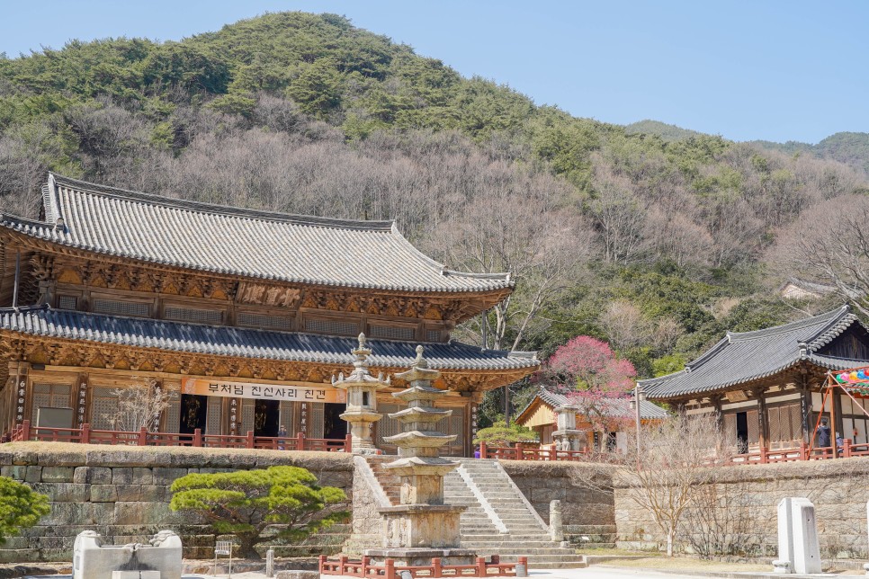 구례 여행 화엄사 홍매화(흑매화)의 고고한 자태