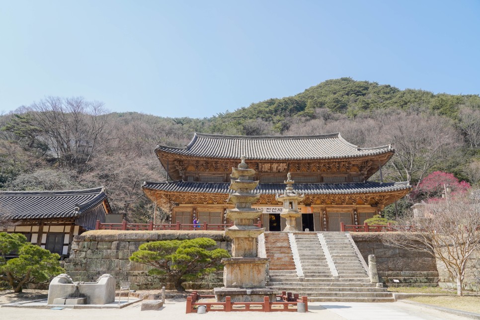 구례 여행 화엄사 홍매화(흑매화)의 고고한 자태