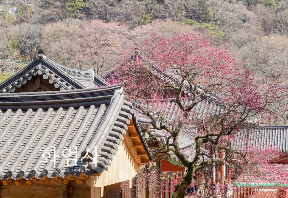 구례 여행 화엄사 홍매화(흑매화)의 고고한 자태