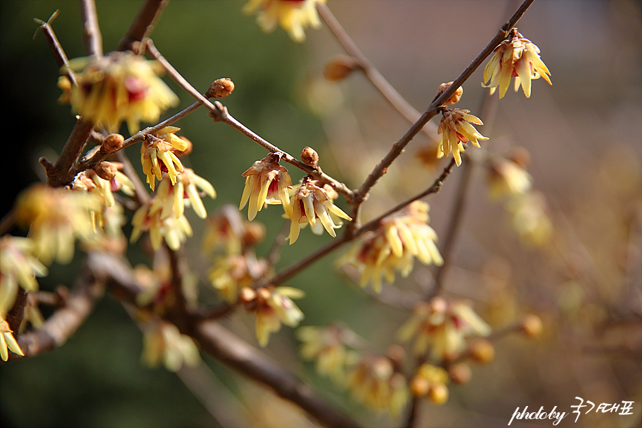 국내 여행지 추천 태안 천리포수목원 3월 봄나들이 꽃구경