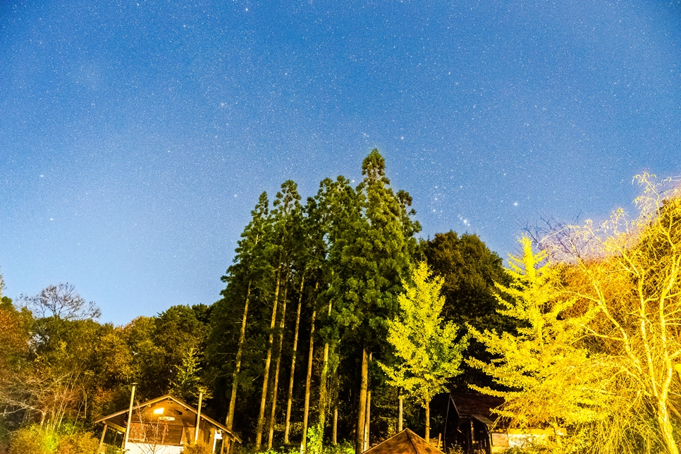스게다니 캠핑장 히노키숲 야경, A7M2 / FE24-70 F4